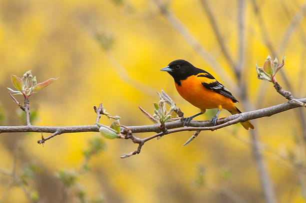 Baltimore Oriole during migration. Examen de AVES